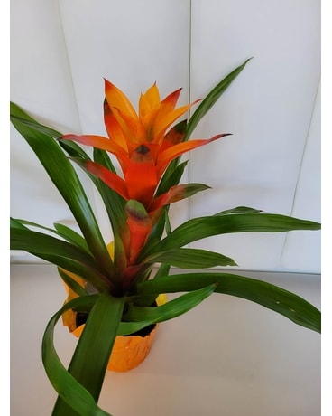 Bromeliad Plant Plant