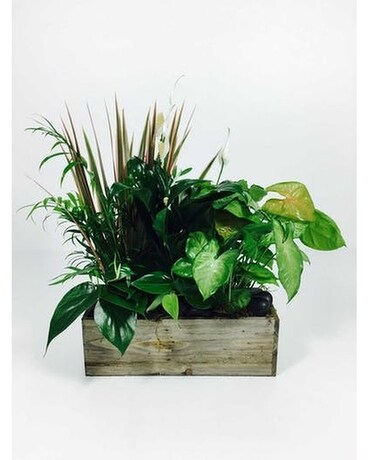 Rustic Box Planter Dish Garden Plant