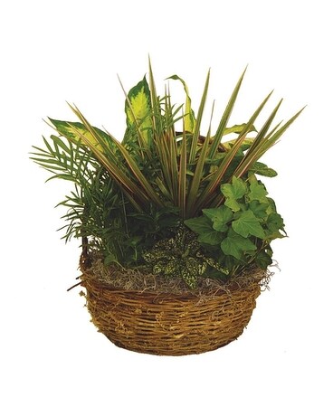 DISH GARDEN 12 INCH BASKET Plant