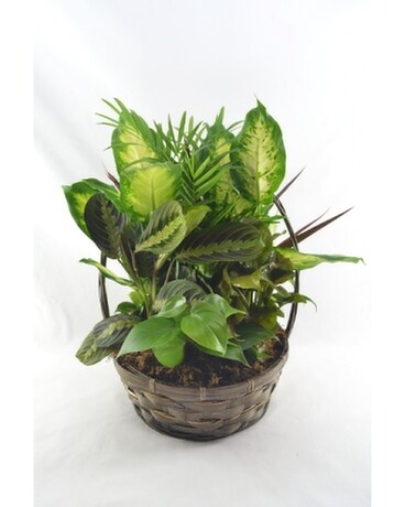 Small Dish Garden Dish Garden Plant
