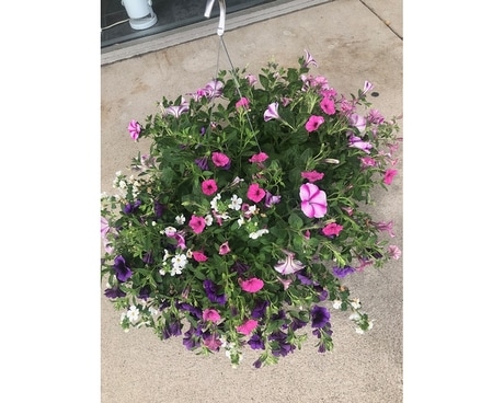 HANGING BASKET REG Plant
