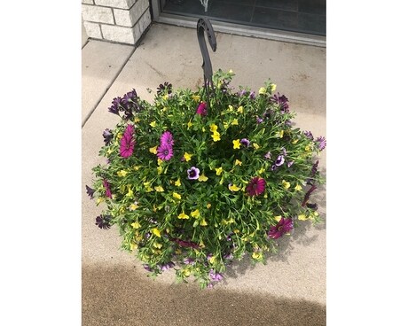 HANGING BASKET LARGE Plant