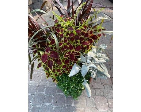 Fall Patio Planter Plant