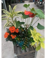 Standard size, 12 inches height and 12 inches wide.