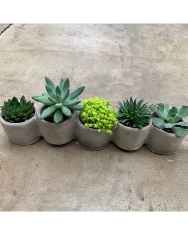 Succulent 5 Pot Plant