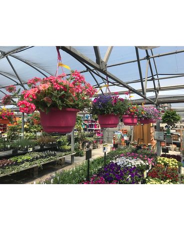 Color Combo Hanging Basket- Pinks/ Purples Plant