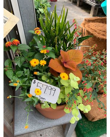 Patio Planter - Sun Plant