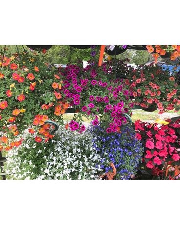 Flowering Hanging Basket Plant