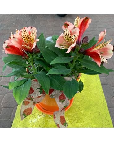 Inca Alstro Plant