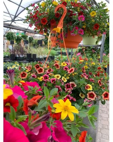 Color Combo Hanging Basket - Orange Plant