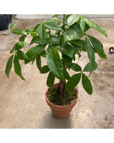 Classic Money Tree