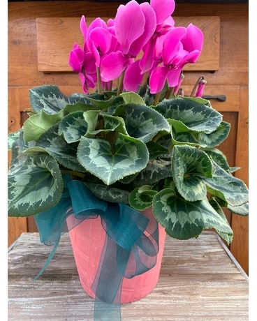 Simply Cyclamen Plant