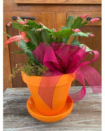 Zygo Holiday Cactus Plant Plant