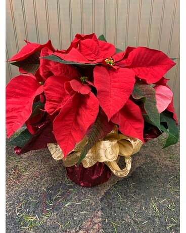 6 Plant