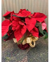 Standard Foil & Bow size, 14 inches height and 14 inches wide.