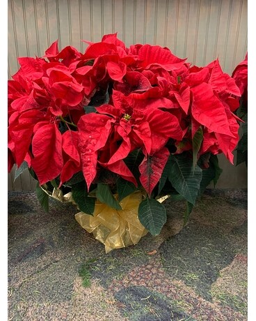 8 Plant