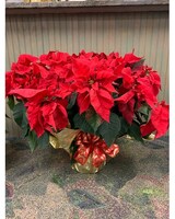 Red Foil & Bow size, 26 inches height and 29 inches wide.
