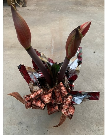 Holiday Amaryllis Plant