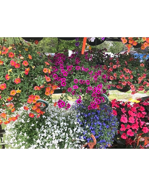 Flowering Hanging Basket in Rochester NY - Genrich's Florist & Greenhouse