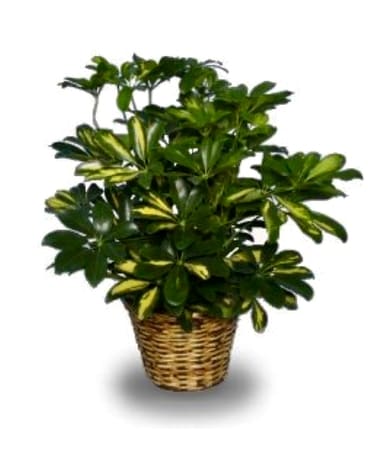 Variegated Shefflera Plant Flower Arrangement