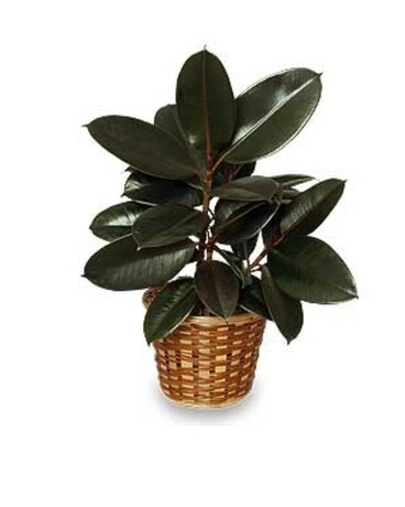 Rubber plant Flower Arrangement