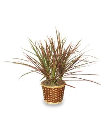 Red Margined Plant Flower Arrangement