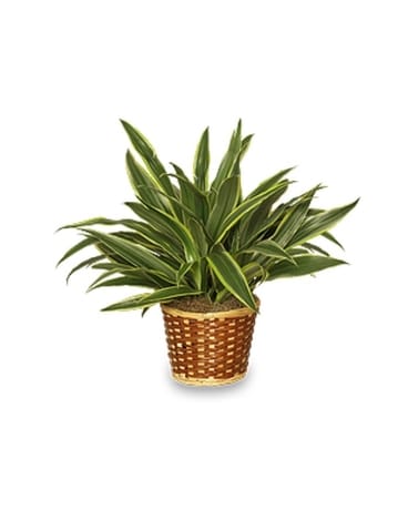 Striped Dracaena Plant Flower Arrangement
