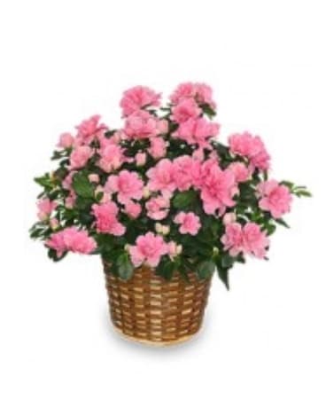 Blooming Azalea Plant Flower Arrangement