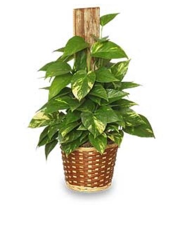 Golden Pothos on Pole Plant Flower Arrangement