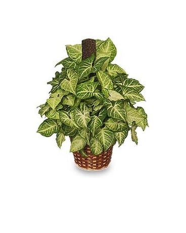 Green Nephthyis Plant Flower Arrangement