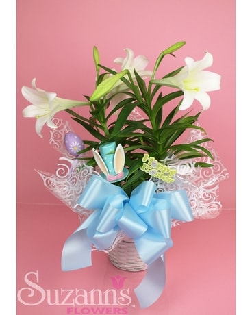 Suzann's Double Easter Lily Plant