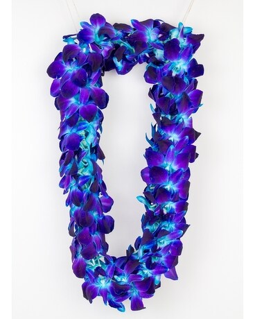 バレエ type L / lace flower sapphire blue バレエ type L / lace flower sapphire blue Blue Lace Flower Seeds