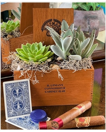 Small Cigar Box Plant