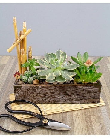 My Little Succulent Box Plant