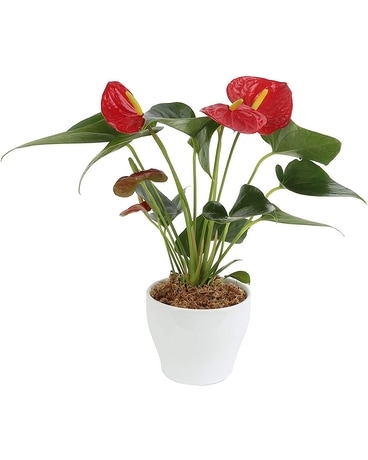 POTTED ANTHURIUM PLANT Plant