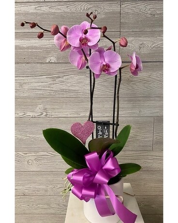 Potted Phalaenopsis Orchid Plant