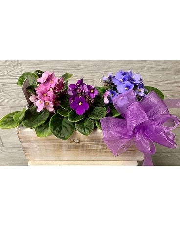 African Violet Box Plant