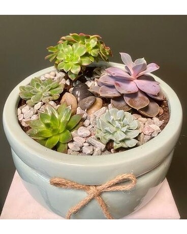 Succulent Garden in Ceramic Plant
