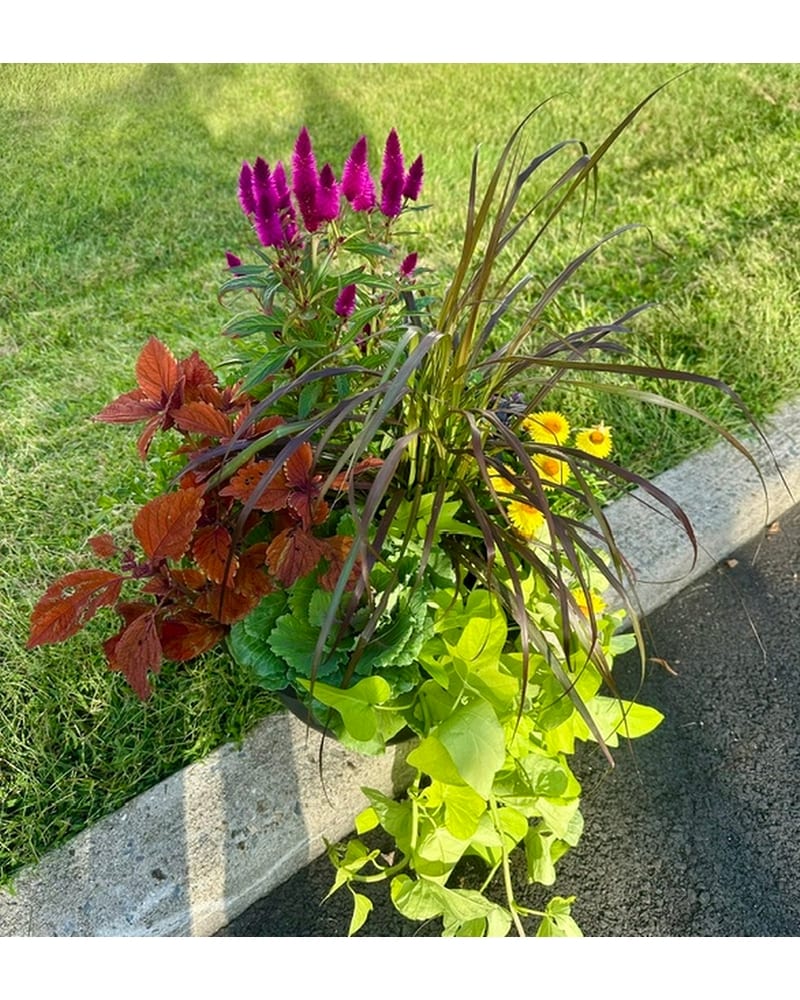 Plants Delivery Jamesburg NJ - Sweet William & Thyme