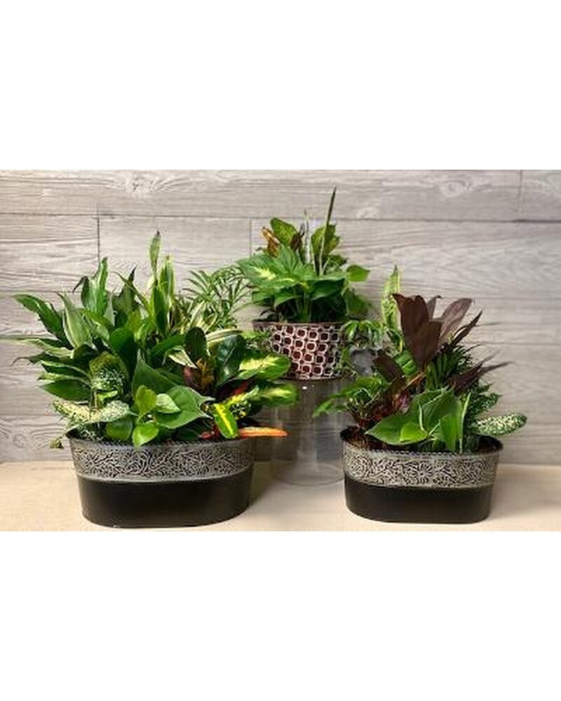 Plants Delivery Jamesburg NJ - Sweet William & Thyme