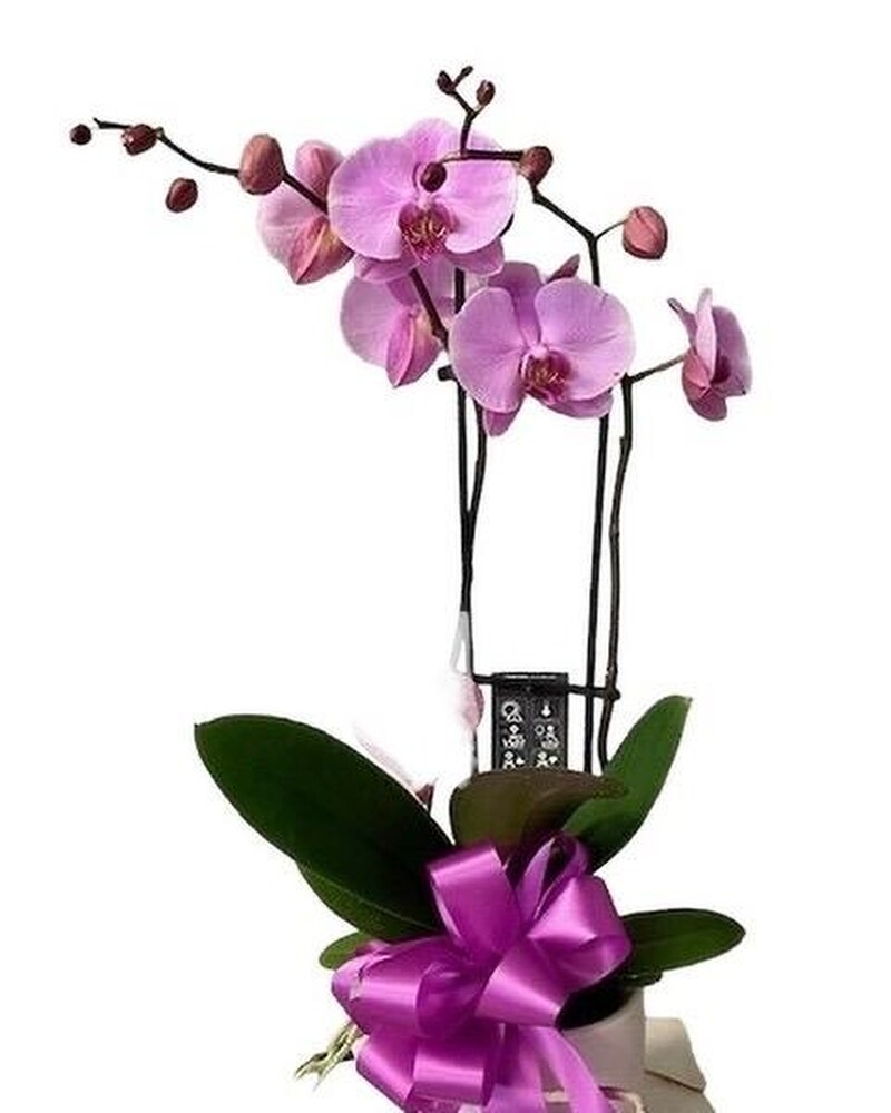 Plants Delivery Jamesburg NJ - Sweet William & Thyme