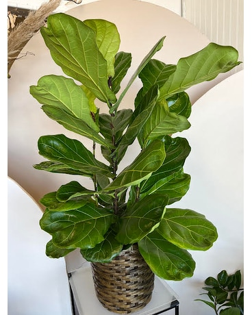Fiddle Leaf Fig size,  inches height and  inches wide.