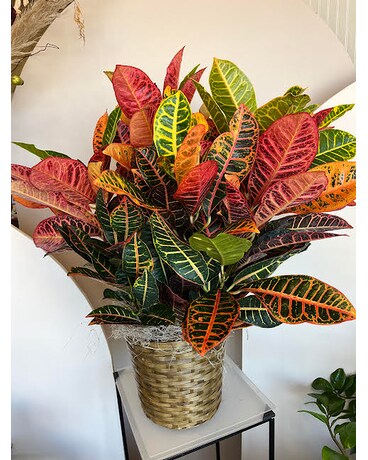 Croton Plant