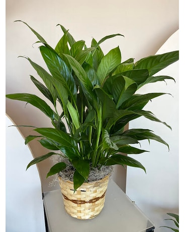 Peace Lily size,  inches height and  inches wide.