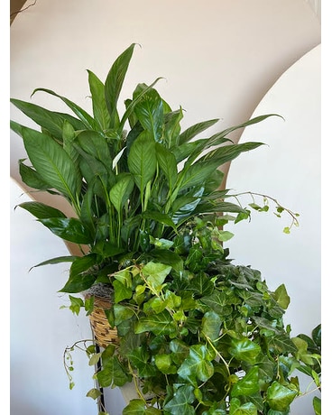 double basket size,  inches height and  inches wide.