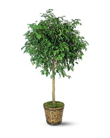 Ficus Tree Plant