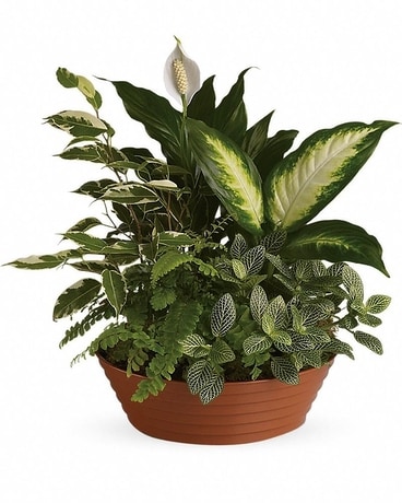 Serene Retreat Dish Garden Plant