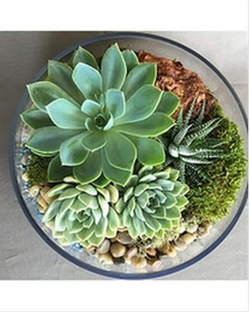 Desert Escape in Moncton NB - Macarthur's Flower Shop