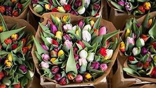 Birthday flowers