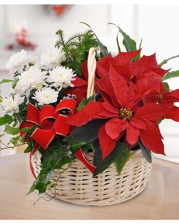 Holiday Live Plant Basket Flower Arrangement